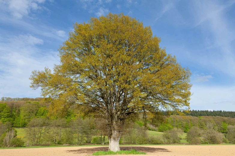 large tree with colorful leaves in outdoor setting