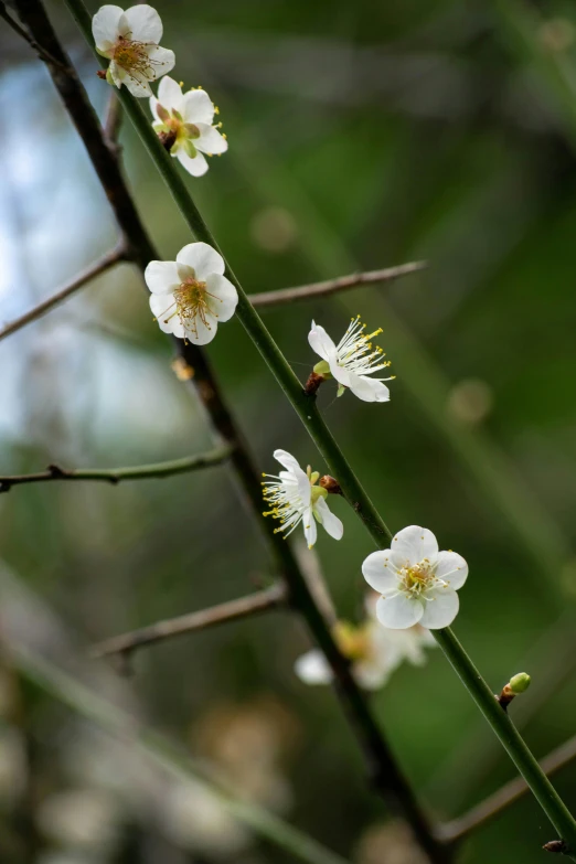 white blossoms blooming on the tree nch