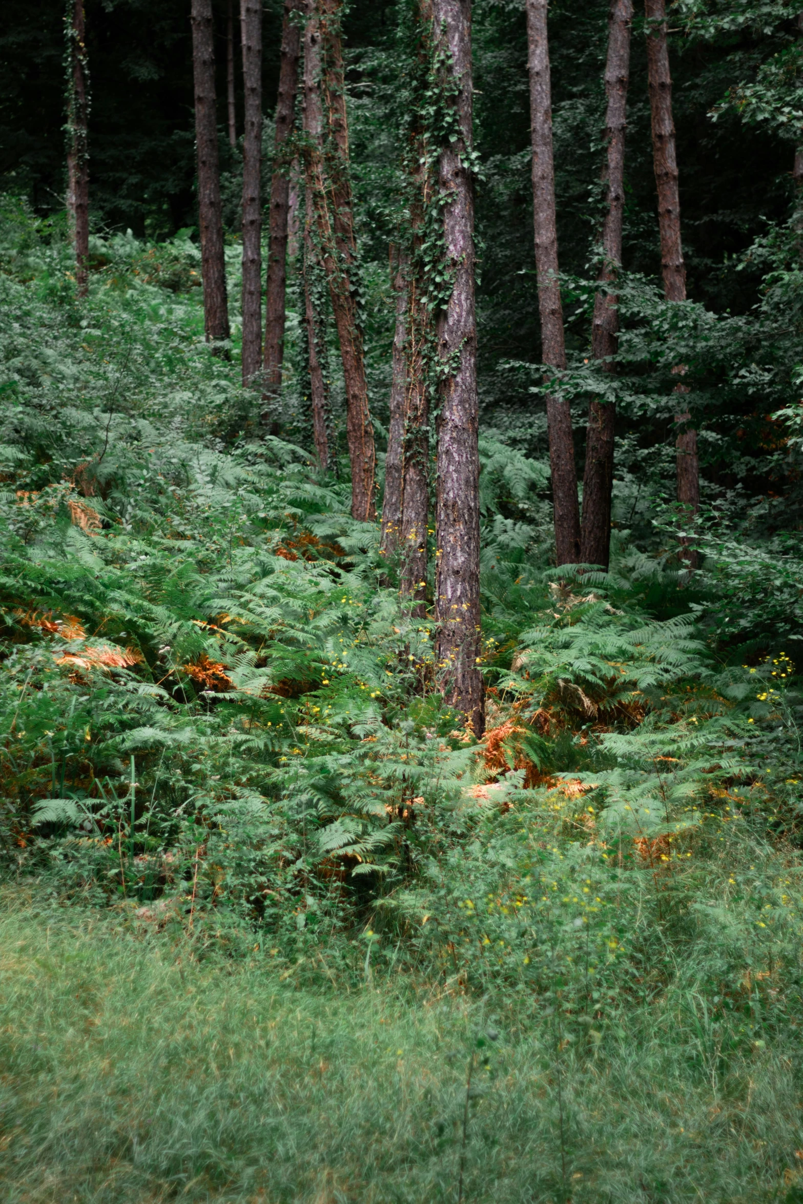 a field with green grass surrounded by some trees