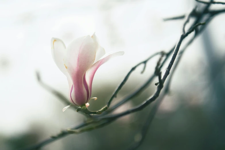 a tree has a pink and white flower in it