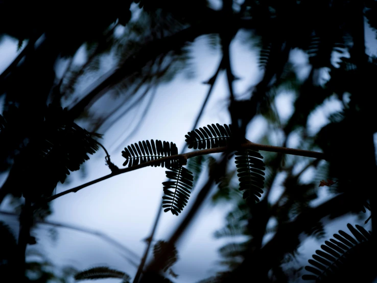 the leaves on the nches of some trees