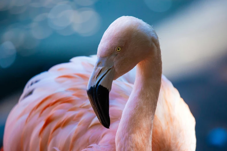 a pink flamingo with very long neck and white legs