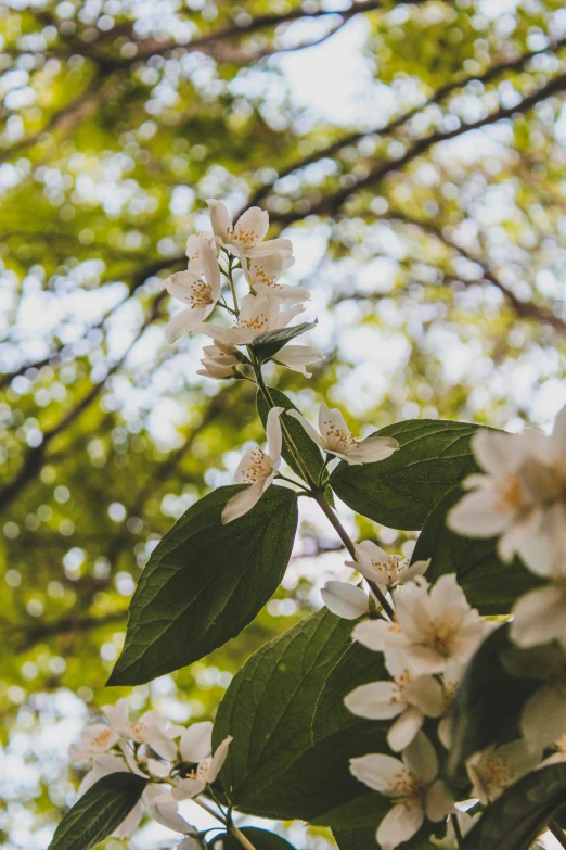 the tree blossoming nches in front of some very pretty trees