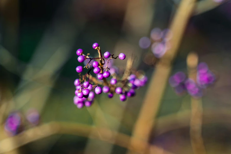 a close up of a small purple flower