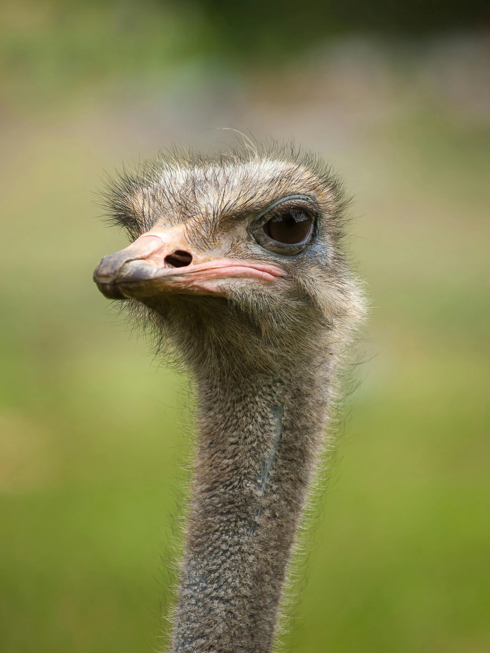 an ostrich with a long face and head