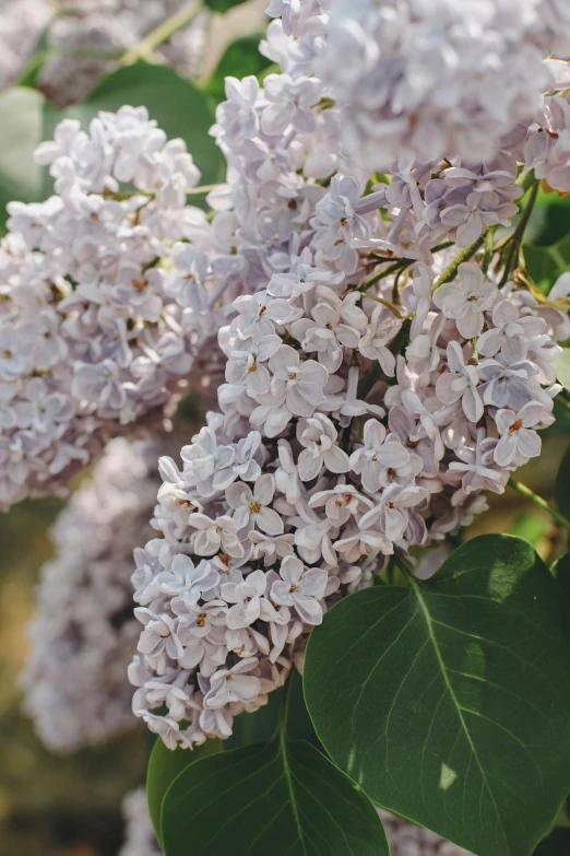 a bunch of lilacs that are in the bushes