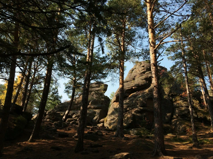 a rocky landscape with many large trees and mountains in the background