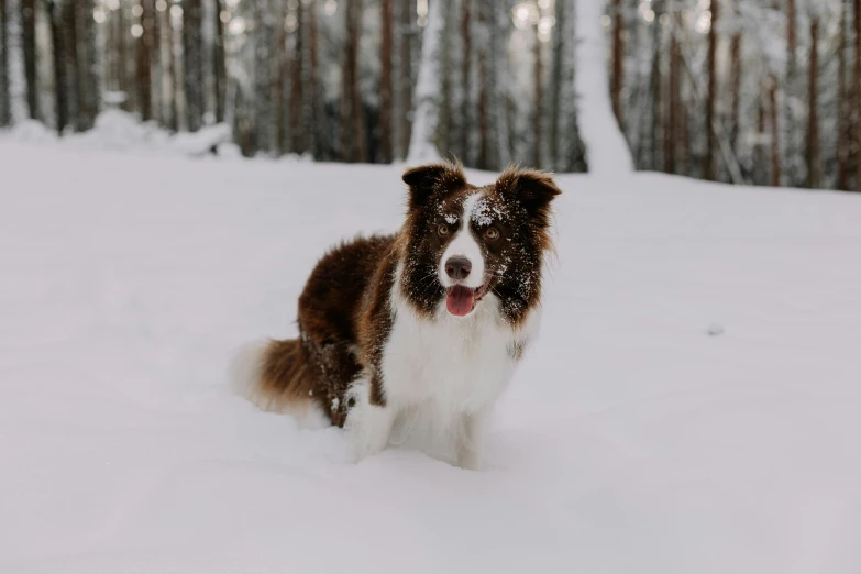 a collie dog standing in a snowy field