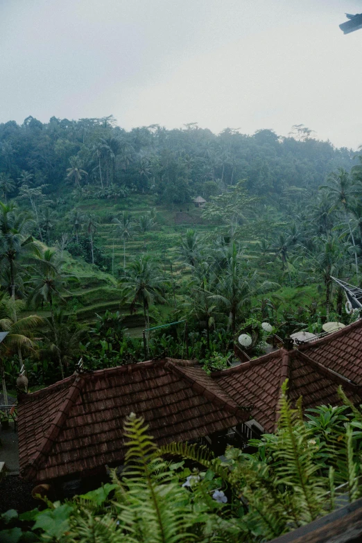 there are some very cute roofs in the middle of the forest