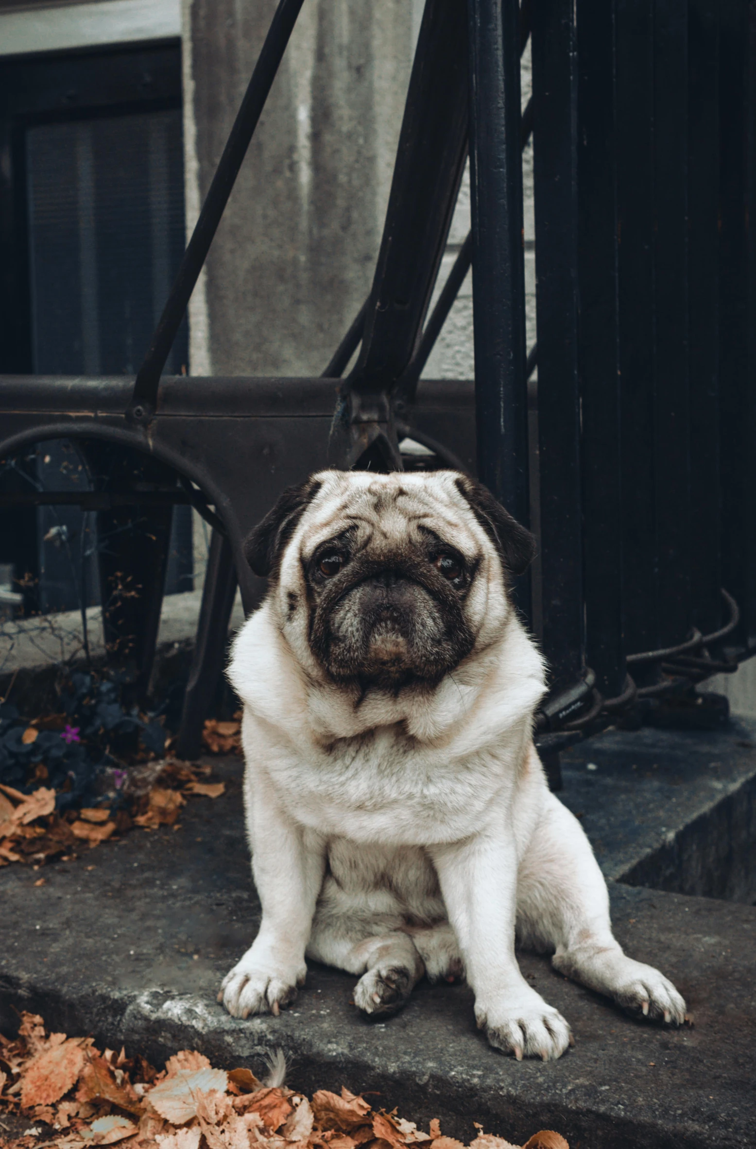 a close up of a dog with it's front paws on a step