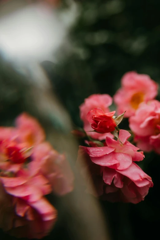 many pink flowers are shown on a clear day