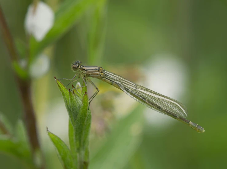 a bug sitting on top of a leaf covered plant