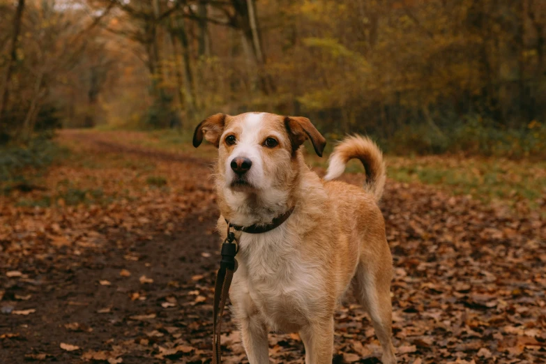 a dog standing on the side of a road