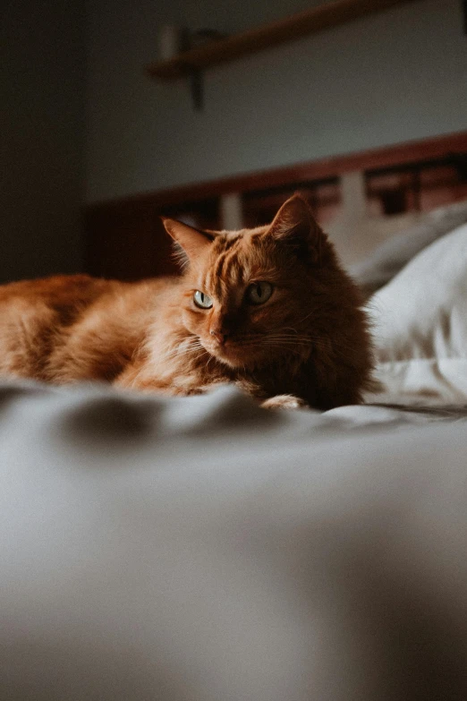 an orange cat laying on top of a white pillow