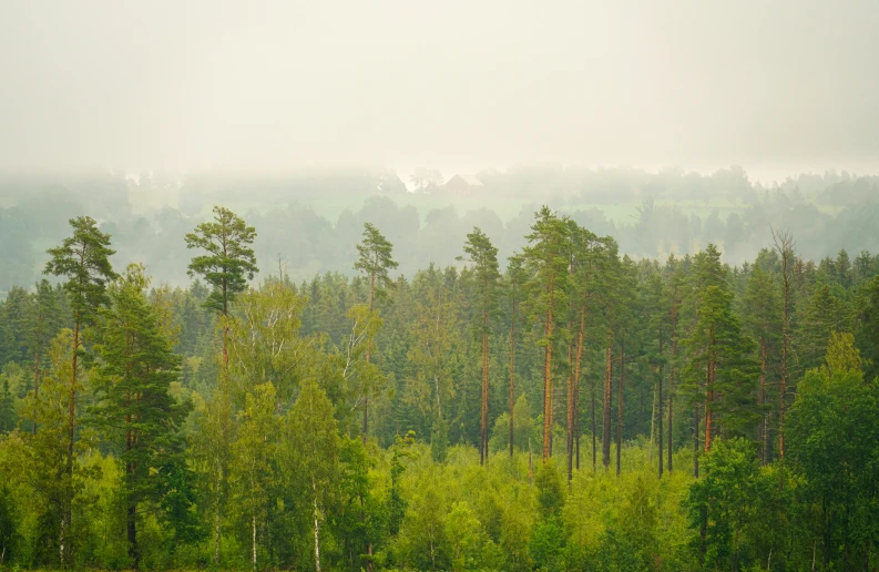 trees are in the middle of a field with a fog