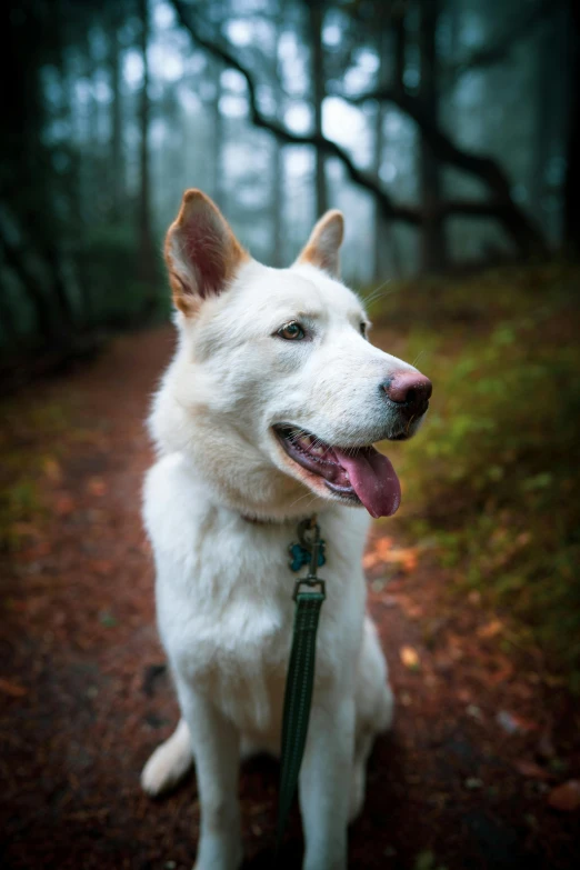 a white dog standing on top of a forest floor