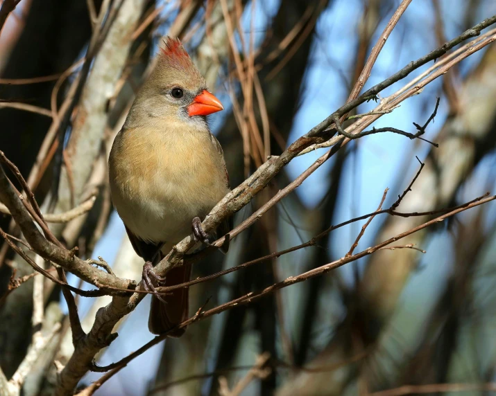 a small bird sits in the tree nches