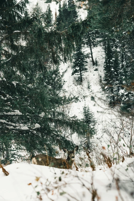 a small group of deer standing in the snow