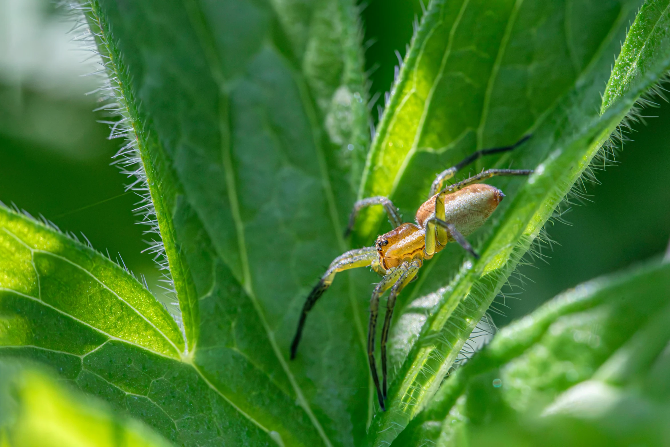 two orange and black insect sitting on a leaf