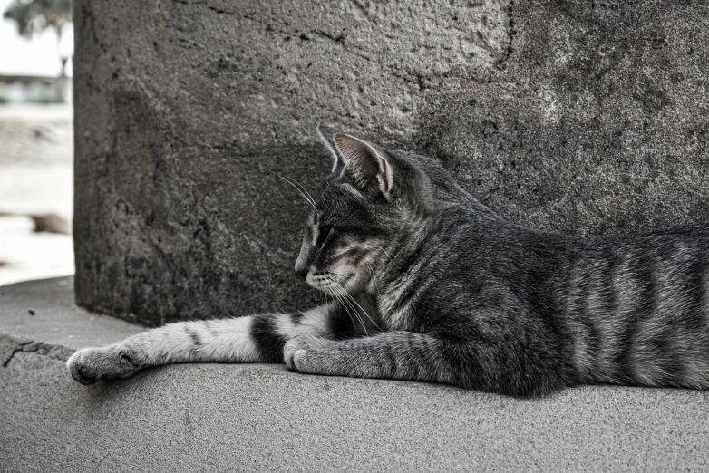 cat laying down on sidewalk looking at soing