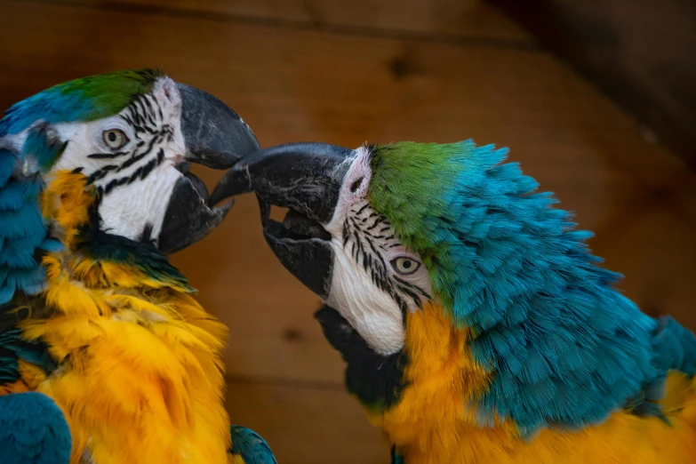 a couple of colorful parrots sitting next to each other