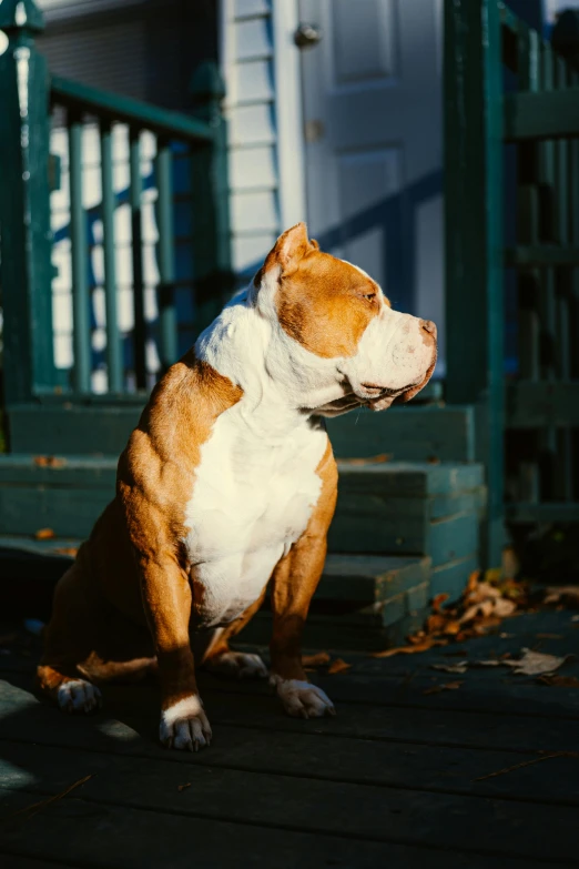 a brown and white dog sitting in front of steps