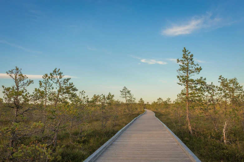 an empty boardwalk going through a large field