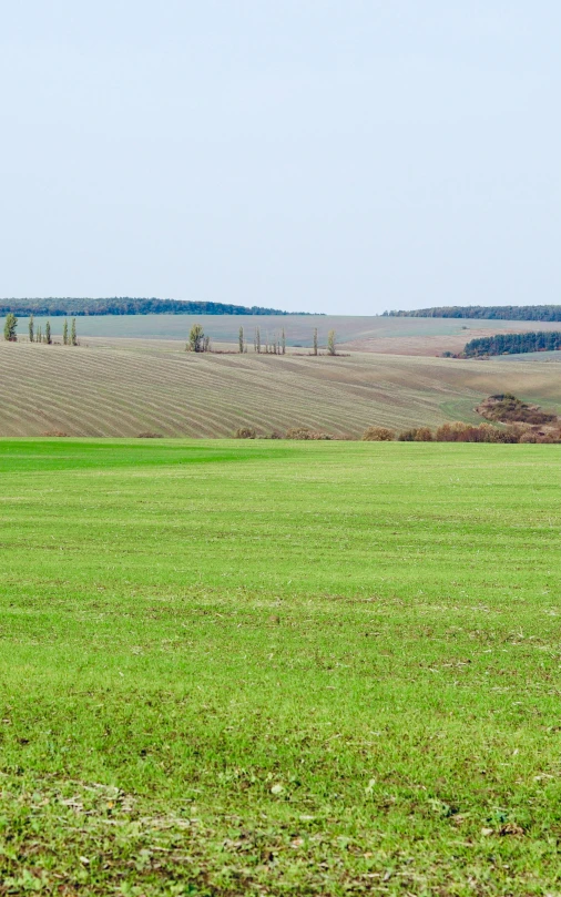 the sheep is standing in a large green field