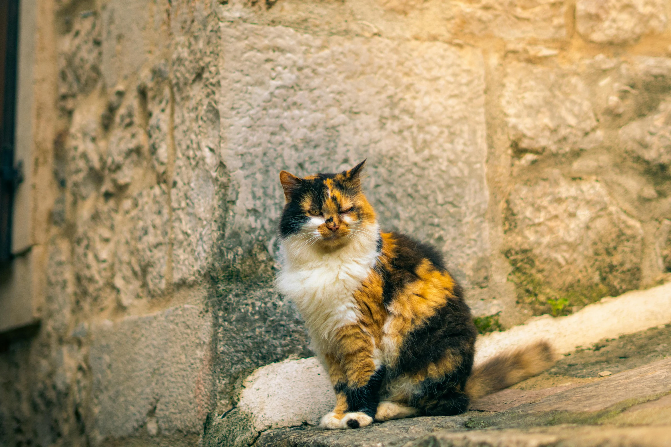 the calico cat is sitting on the street curb