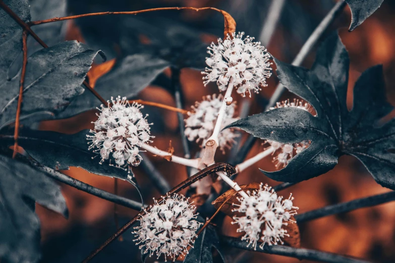 a bush with very small white flowers on it