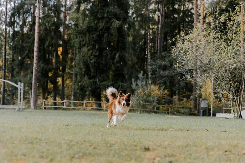 a small dog running through a grassy field