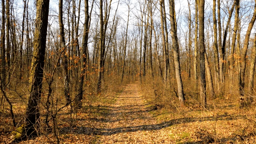 a tree lined dirt road in the woods