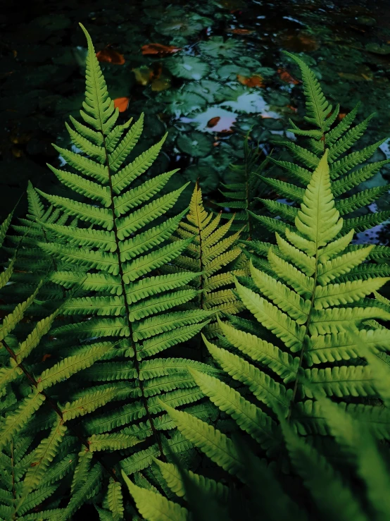 fern leaves sit in the sun and reflect off water