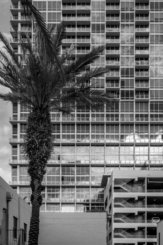 a palm tree and several office buildings near each other