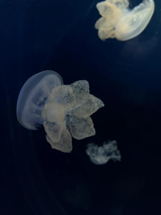 jellyfish in their tank in the water