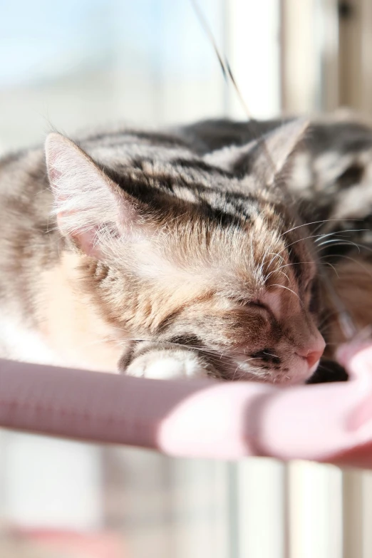 a grey cat is curled up and sleeping