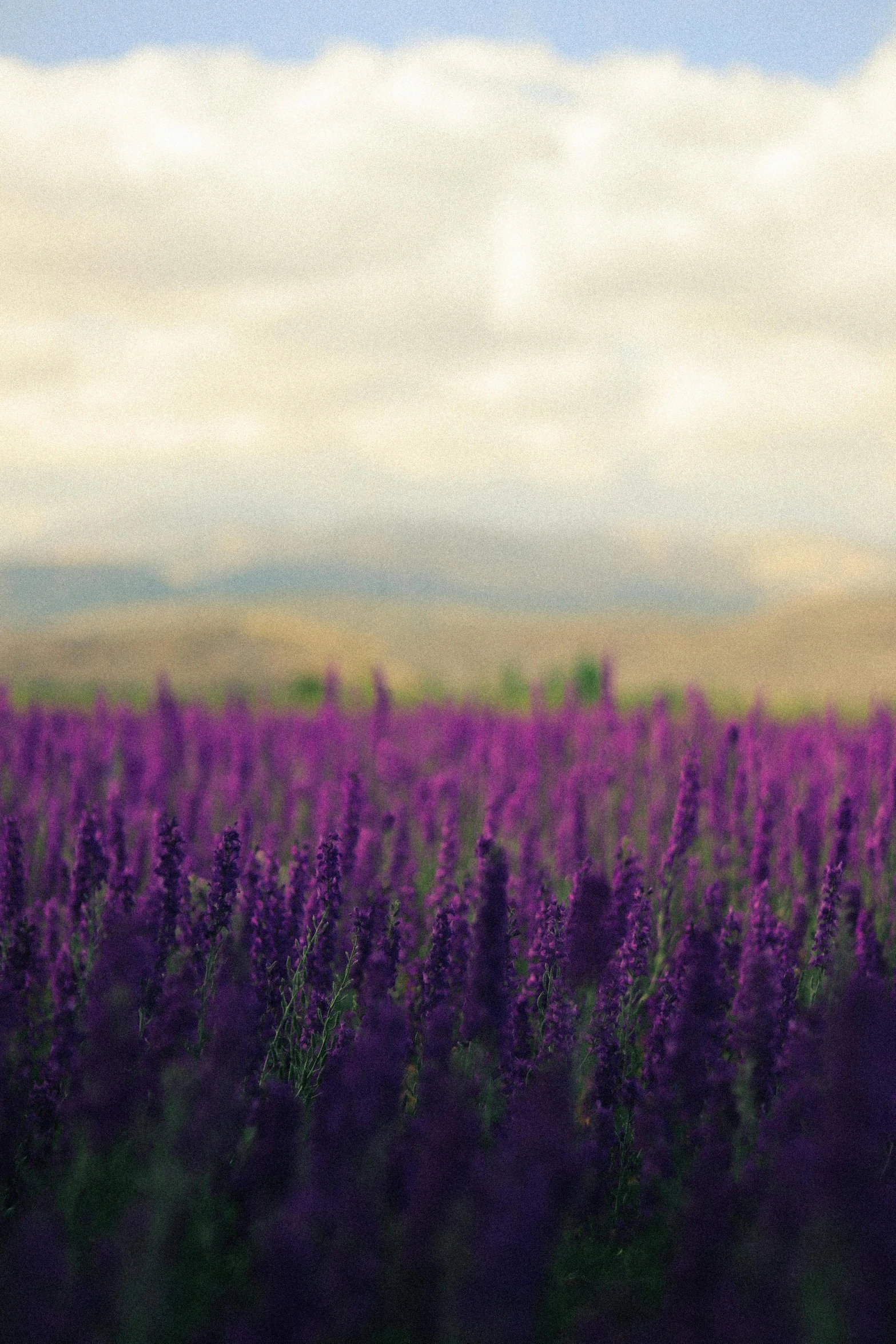 the view of a field of flowers taken from the road side