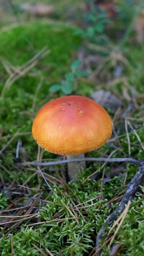 a mushroom sitting in the middle of a forest