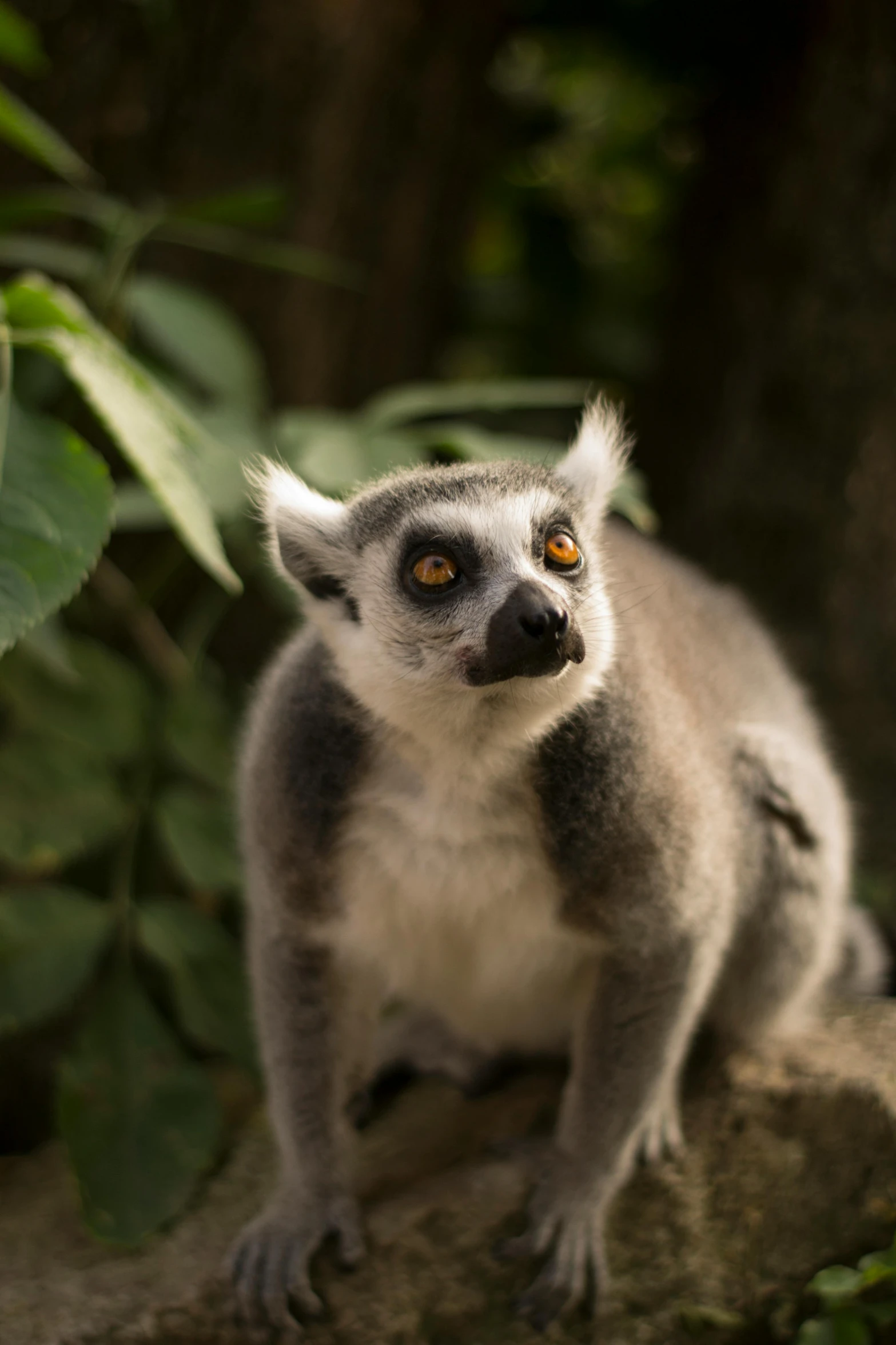 a small gray and white monkey sitting on a rock