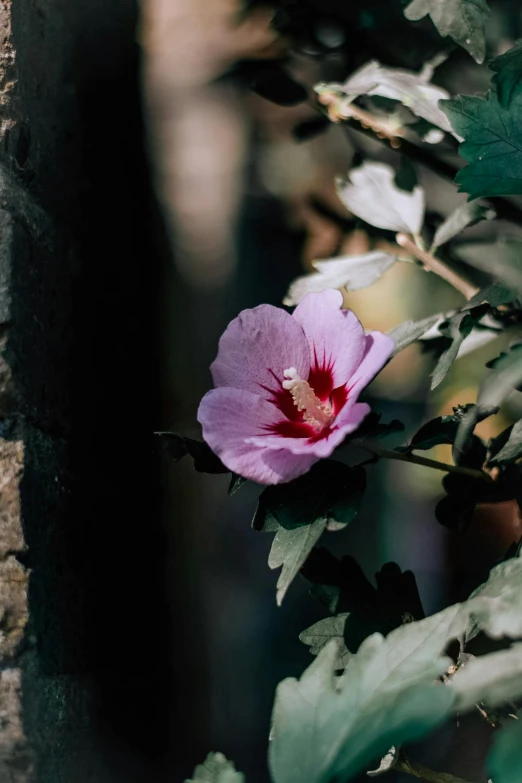 a small pink flower sitting next to some green leaves