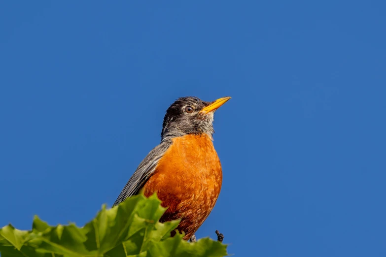 a close up of a small bird on top of a tree