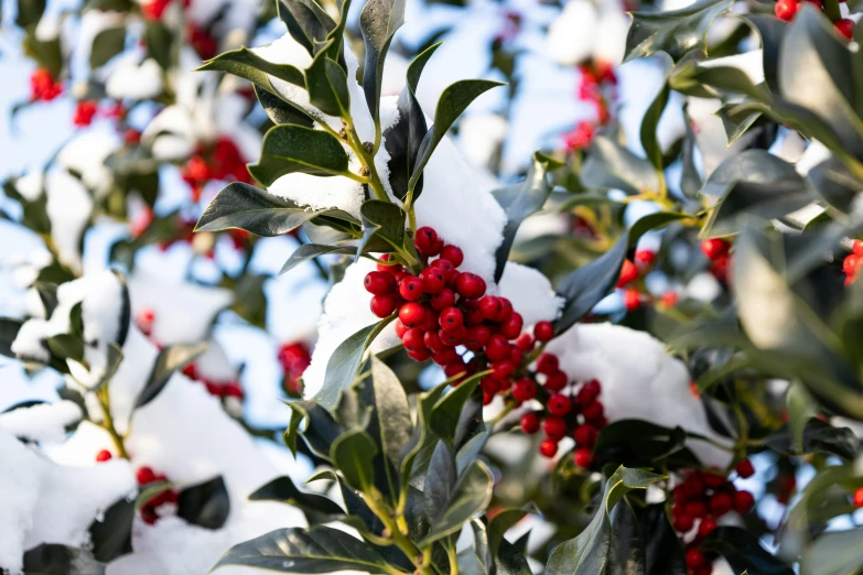 berries and leaves with snow on them