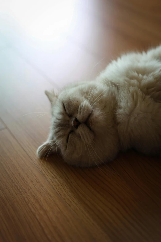 a white kitten lays down on the ground