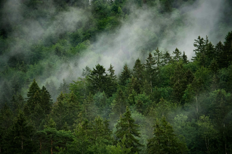 trees in the mist near a hillside that has fog rolling on top