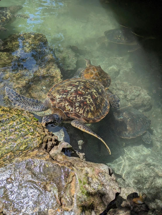 an animal in a rock pool looking down