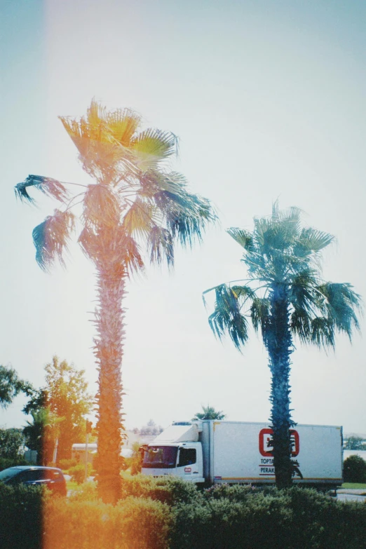 palm trees near an interstate stop with a semi truck in the back ground