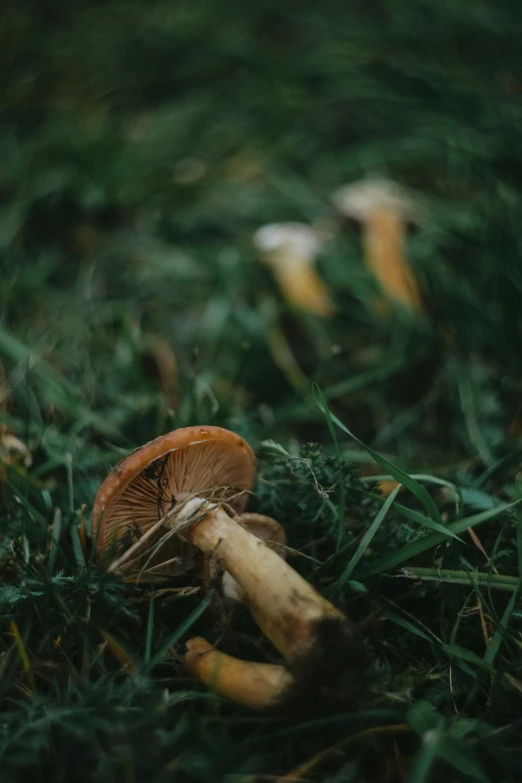 several mushrooms sit on the grass near each other