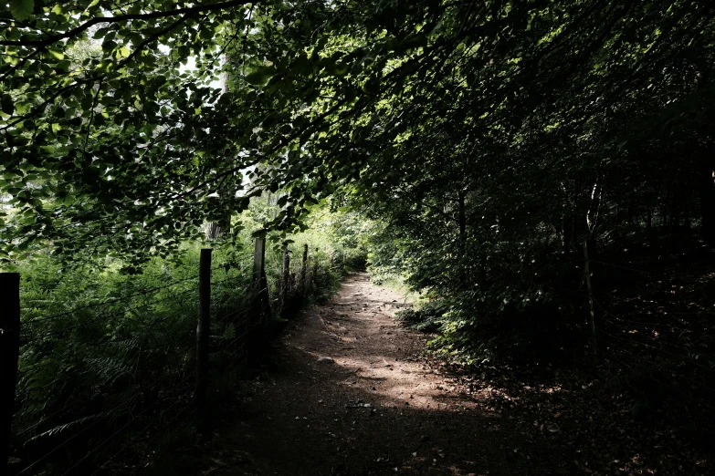a path is surrounded by lots of trees