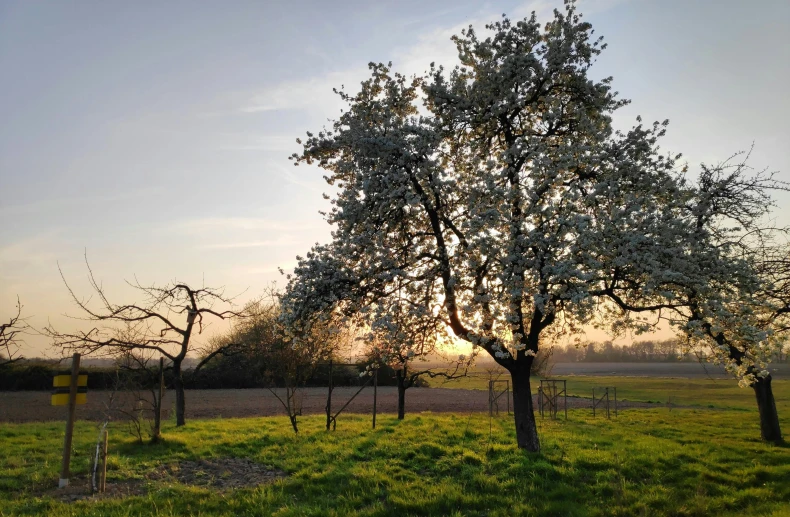 a couple of large trees standing on top of a green field