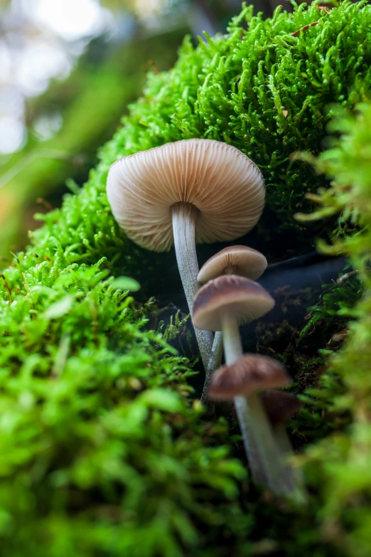 a group of mushrooms are shown on some moss